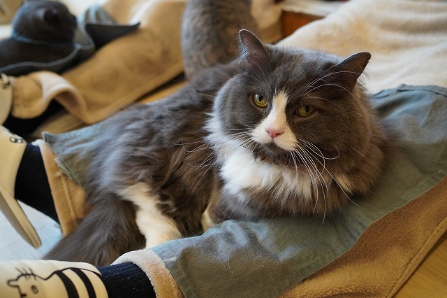 新春初乗りラムネくん