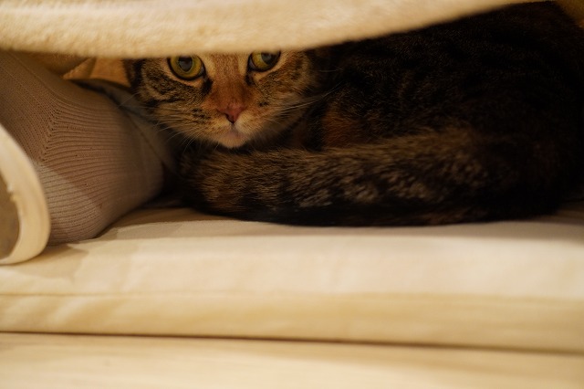 あられちゃんも活躍中