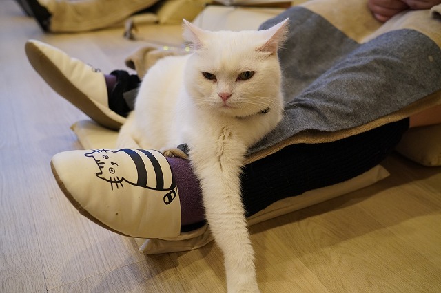 ミルクんも年明けのおひざ乗り