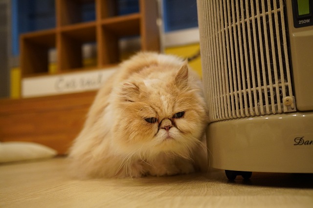 ストーブ好きのもなかちゃん