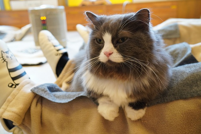 ラムネくん８才