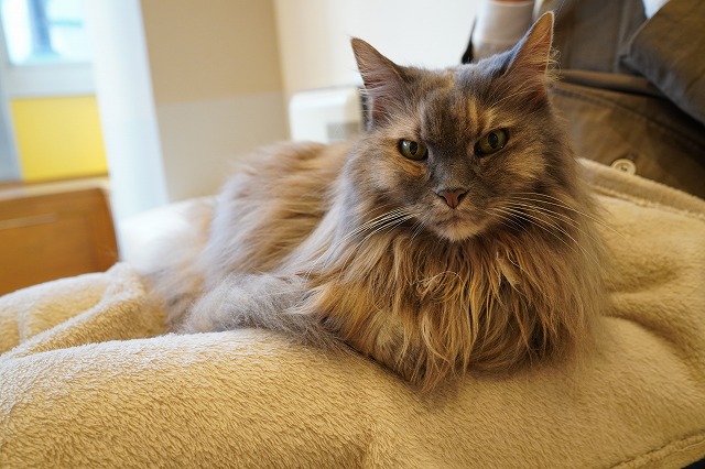 ソファールーム専従のおひざ乗り猫ちゃん