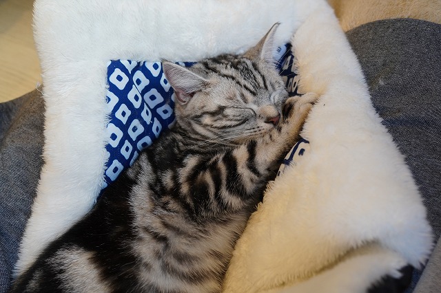 あずきちゃんもね