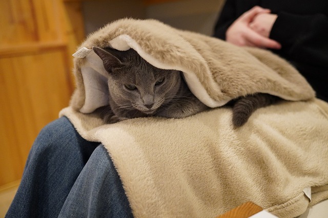 隠れ乗りのローズちゃん