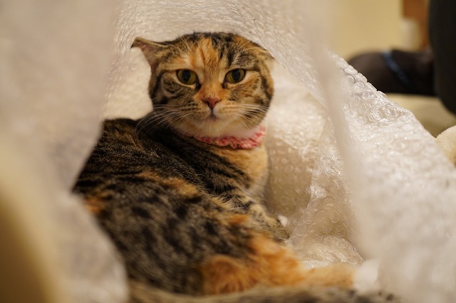 袋入り乗りのあられちゃん