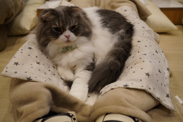 時々乗るよミントくん