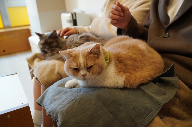 ソファーで乗るコロン君