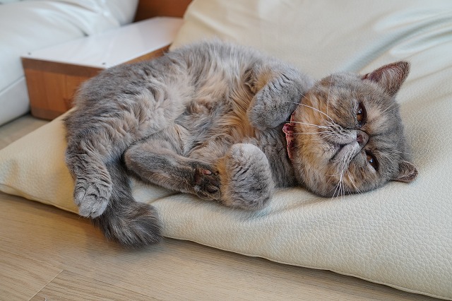 撫でて～ごろりんつくしちゃん