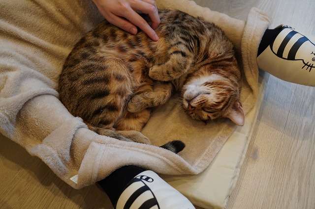 寝る時に乗る金時くん