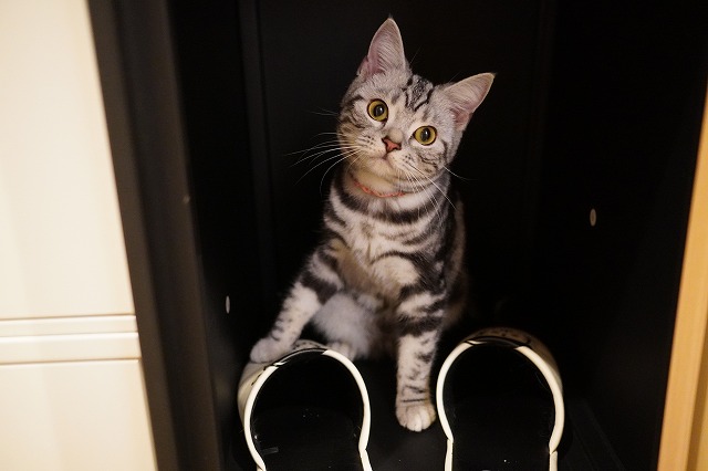 躍進のあずきちゃん