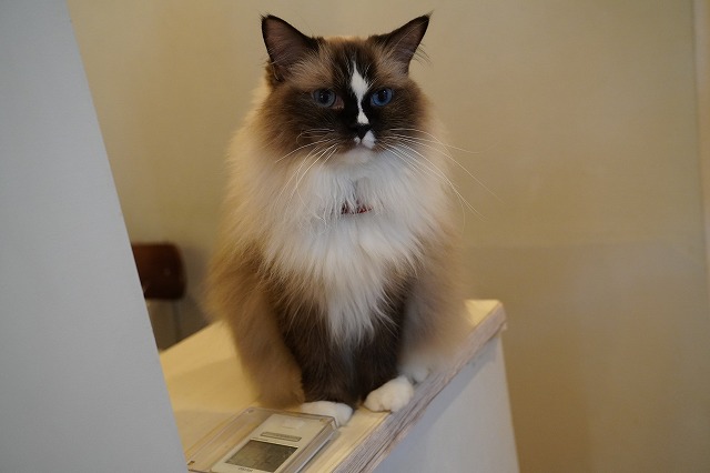 ちまきちゃん５才で猫の日