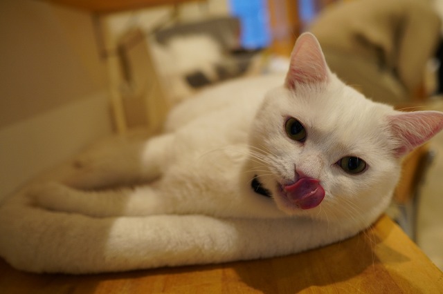 カウンターのミルクん