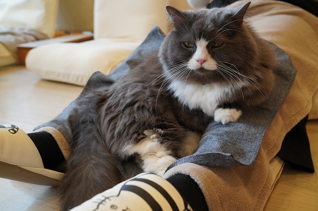 とっとこラムネくん