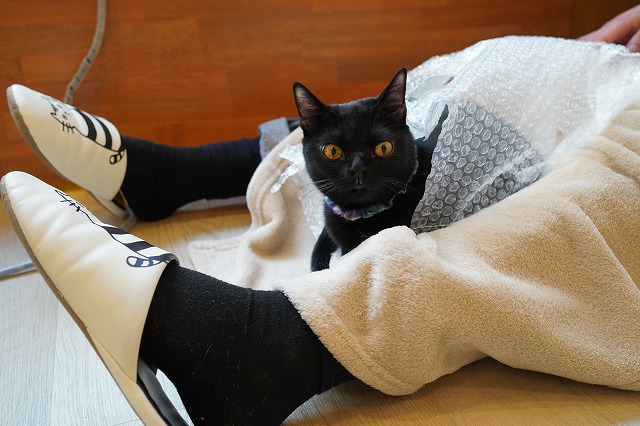 たまに自主的に乗ってます。