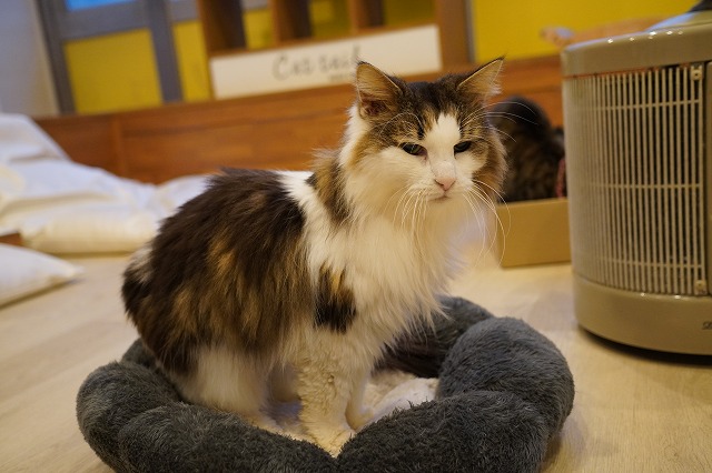 福袋ボンボンちゃん