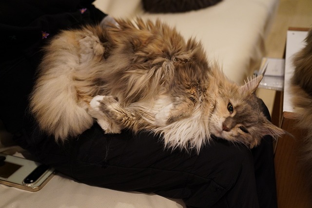 すりすり乗りのジャスミンちゃん