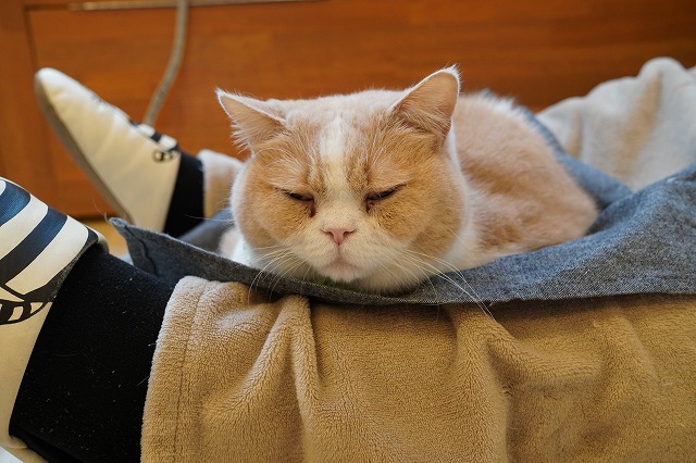 ライバルとおひざに乗りで争うコロン君