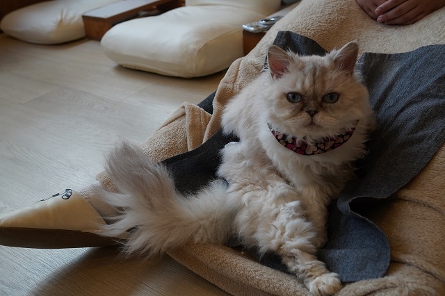 しずくちゃんの気まぐれ乗り