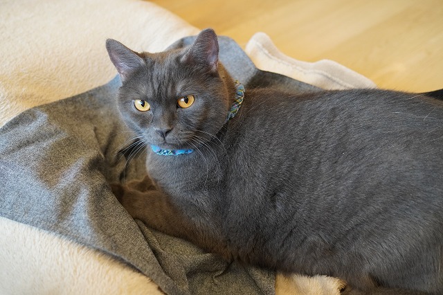 乗り乗りトリュフくん