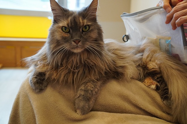 乗るよこむぎちゃん