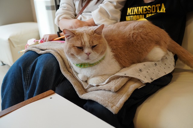 コロン君活躍中