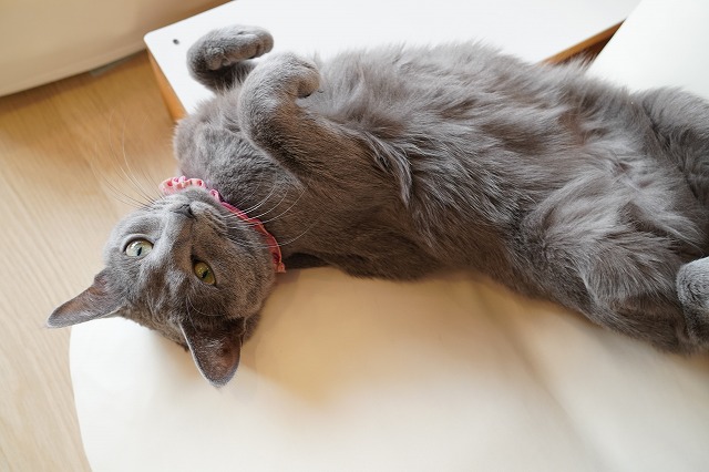 ごろーんローズちゃん