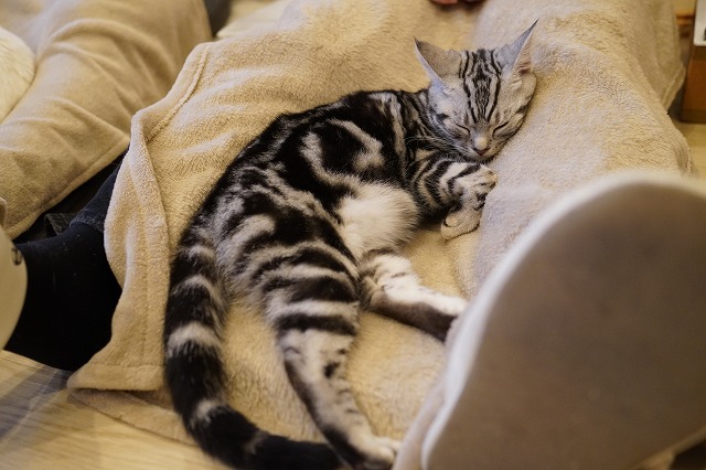 眠たい時はおひざ乗り