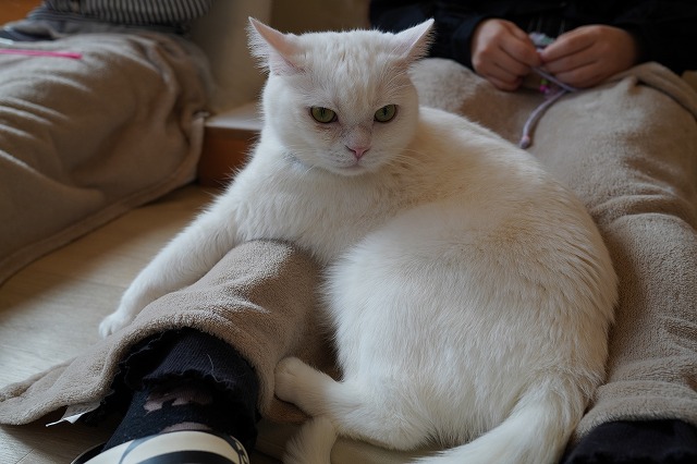 乗り出したミルクん