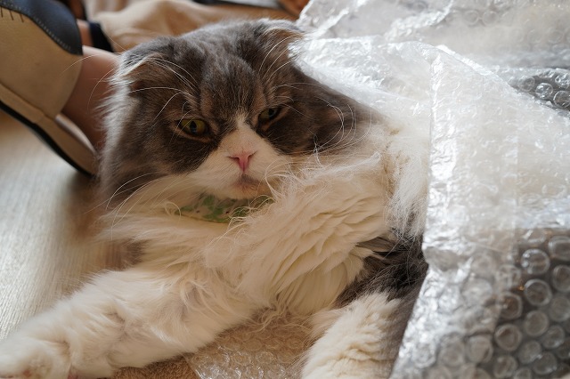 入るのが好きなミントくん