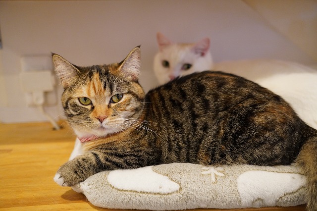 乗るよあられちゃん