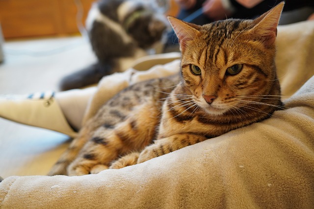 多忙な金時くん