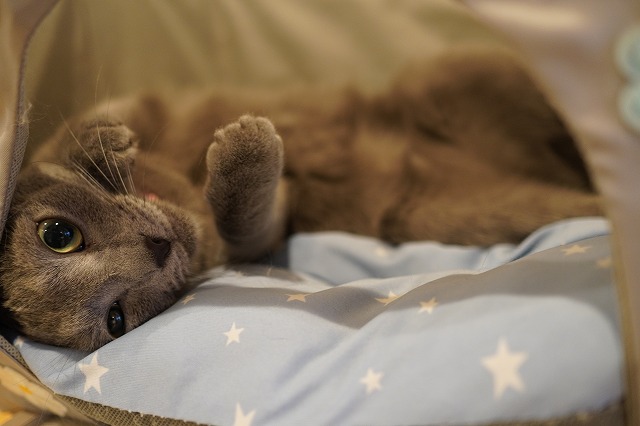 ある日のローズちゃん