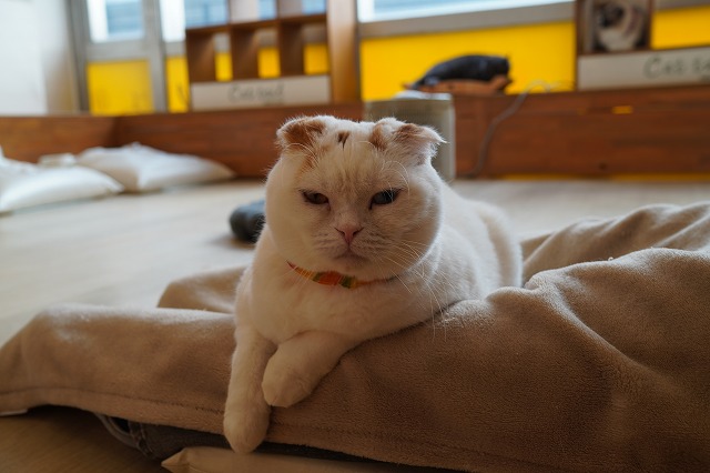 ちょい乗りマフィンくん