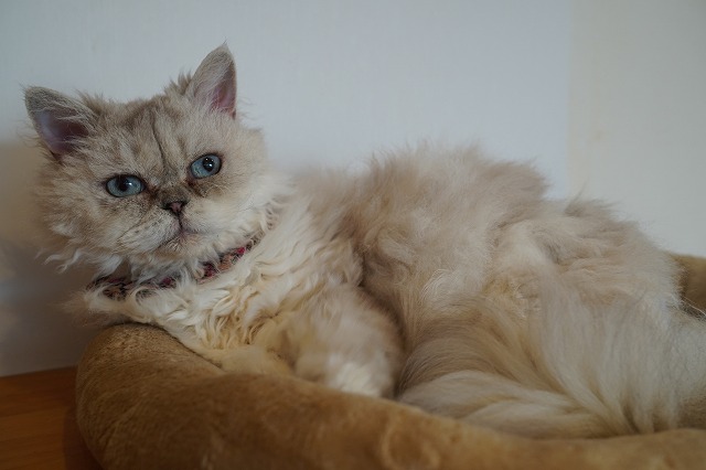 ラムネくん好きしずくちゃん