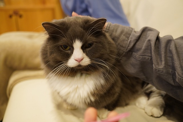 ごろごろラムネくん