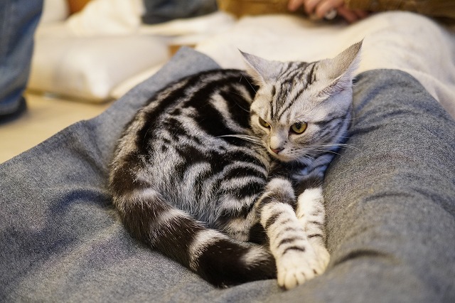 避妊手術後のあずきちゃん