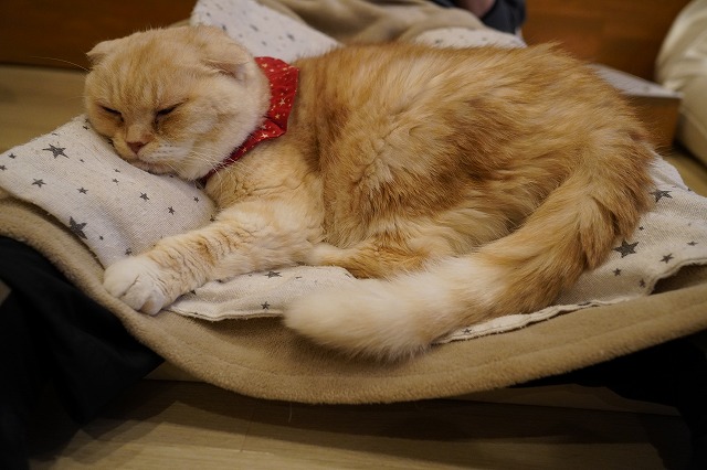 おひざ乗りの写真ばかりですが…