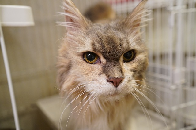 ジャスミンちゃん13才