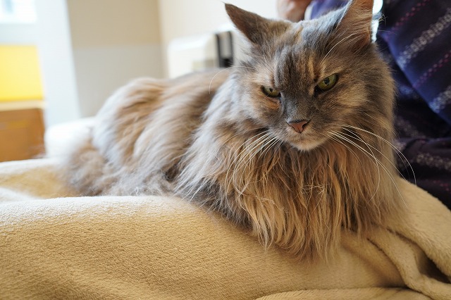 乗るわよこむぎちゃん