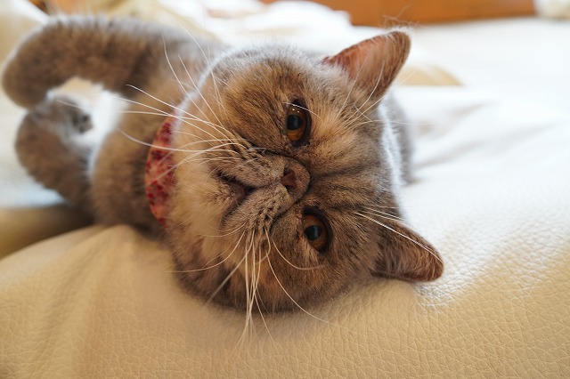 ごろんつくしちゃん