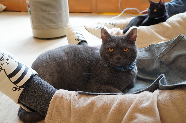 トリュフくんなぜ乗るの？