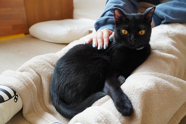 袋入り乗りうにくん