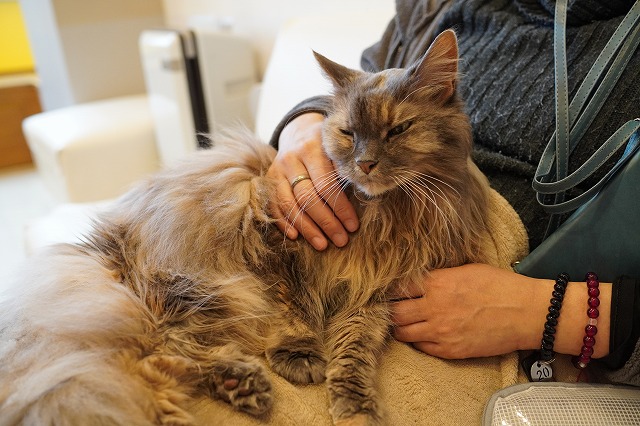 ほぼ毎日おひざ乗りのこむぎちゃん