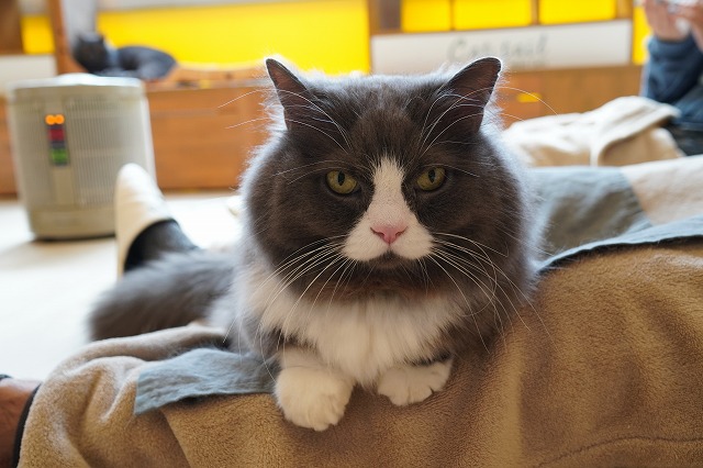 足掛けラムネくん