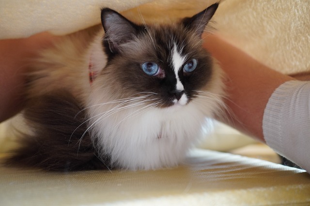 月に１～２回のちまきちゃん