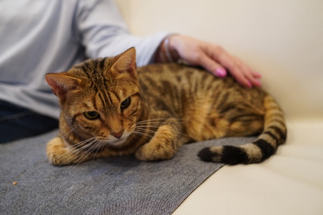 遊んでもらう金時くん