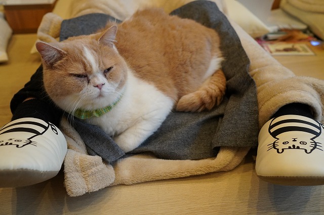 安定のコロンくん