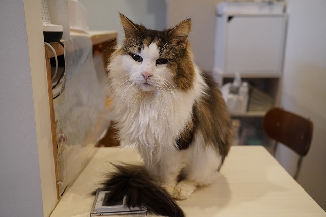 ボンボンちゃん12才