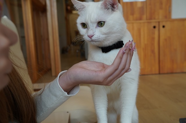 おやつ部長のミルクん