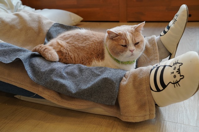 少しずつ仲良し？になるコロン君